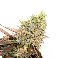 Runtz Autoflower - Platinum Seeds