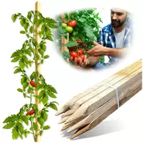 Edrich Lumber Tomato - Reforestation Stakes Pack Of 25