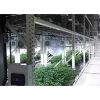 Cannabis Vertical Growing Systems for Vegetation and Flowering Rooms