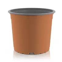 6″ Thermo Azalea Tc/Bk 854/Cs 11 Cs/Plt