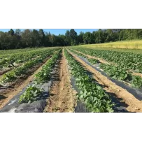 Radical Mulch Films