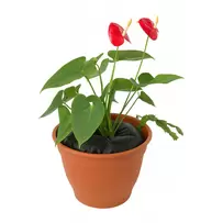 TD12 Twin Pack (For Containers-12 Inches)