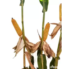 23P66 Corn Seed Hybrid - 55lb Bag