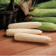 Avalon Corn, 25