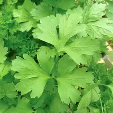 PARSLEY, PLAIN/SINGLE 1 LB. EACH