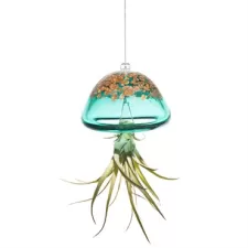 APM Air Plant Jellyfish Lake Green/Gold