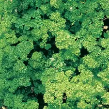 PARSLEY, TRIPLE CURLED- 1/2 OZ EACH