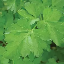 CORIANDER 1/2 OZ. EACH