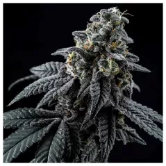 Star Pebbles - Zennetix