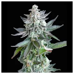 Gelato Zkittles - Zennetix