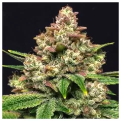 Grease Monkey - Zennetix