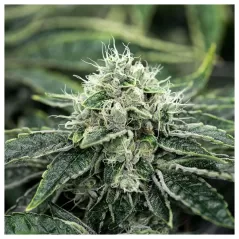 Legendary Chem - Zennetix