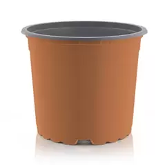 6″ Thermo Azalea Tc/Bk 854/Cs 11 Cs/Plt