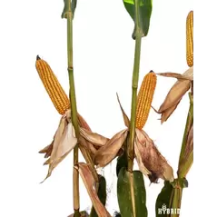 23P66 Corn Seed Hybrid - 55lb Bag