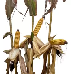 24P02 Corn Seed Hybrid - 55lb Bag