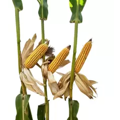 24P17 Corn Seed Hybrid - 55lb Bag