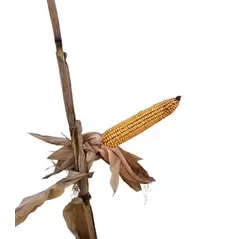 24P82 Corn Seed Hybrid - 55lb Bag