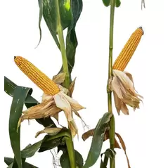 25D19 Corn Seed Hybrid - 55lb Bag