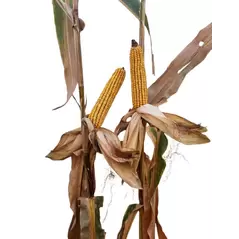 25P88 Corn Seed Hybrid - 55lb Bag