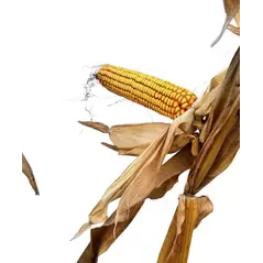 25X83 Corn Seed Hybrid - 55lb Bag