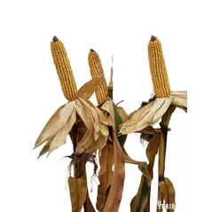 H3751 Corn Seed Hybrid - 55lb Bag