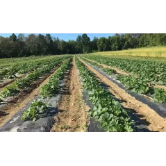 Radical Mulch Films