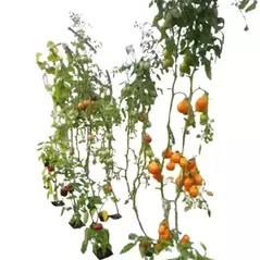 Plant Support Kit