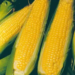 Corn, NK 199 - 4oz