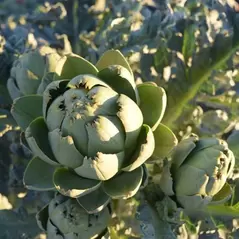 Artichoke, Green Globe - 1/2oz