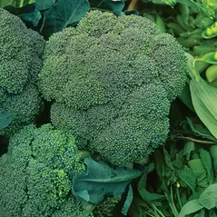 Broccoli, Waltham - 1/2oz