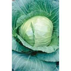 CABBAGE, EARLY FLAT DUTCH 1 LB EACH