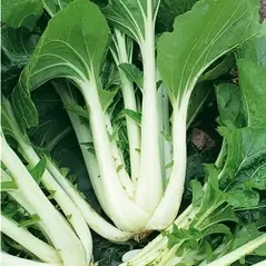 CABBAGE, CHIN PAK CHOI 1/2 OZ. EACH