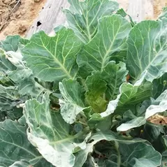 Collards, Vates - 1lb