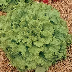 LETTUCE, HANSON - 1/2 OZ EACH