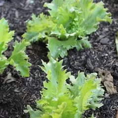 LETTUCE, SUMMERTIME 1/2 LB. EACH