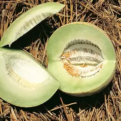 Cantaloupe , Honeydew - 1/2oz