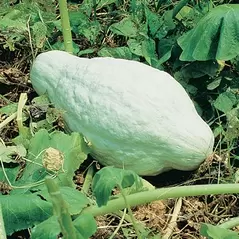 Squash, Improved Green Hubbard - 1/2oz