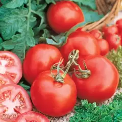 Tomato, Marglobe - 1/4oz