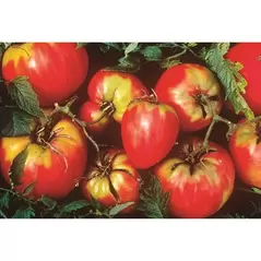 Tomato, Oxheart - 1/2oz