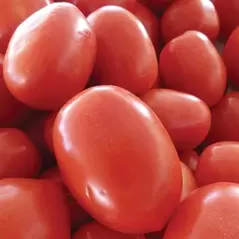 Tomato, Roma - 1/4oz