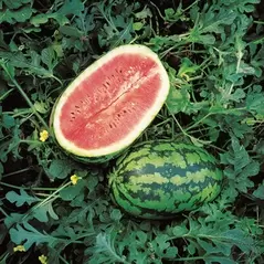 WATERMELON, ALLSWEET 1/2 LB EACH