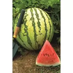 Watermelon, Dixie Queen - 1/2oz