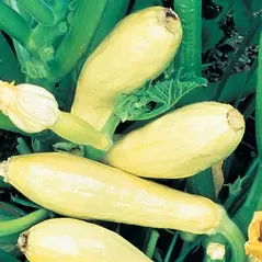 Squash, Early Prolific Straightneck 1,000 Seed Count