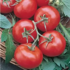 Tomato, Rutgers - 10,000 Seed Count