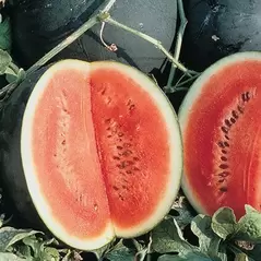 Watermelon, Sugar Baby - 1,000 Seed Count