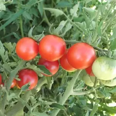 Tomato, Red Cherry - 1lb