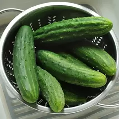 Cucumber, Patio Snacker 100 Seed Count