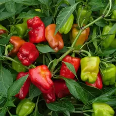 Peppers, Cajun Belle 100 Seed Count