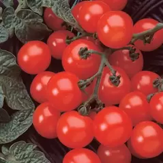 Tomato, Husky Cherry Red - 500 Seed Count