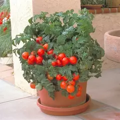 Tomato, Patio Hybrid Treated - 1,000 Seed Count